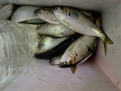 コノシロの釣果