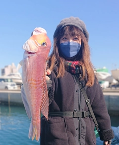 アマダイの釣果