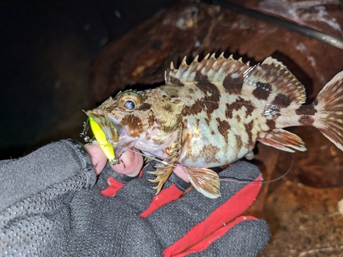 ガシラの釣果