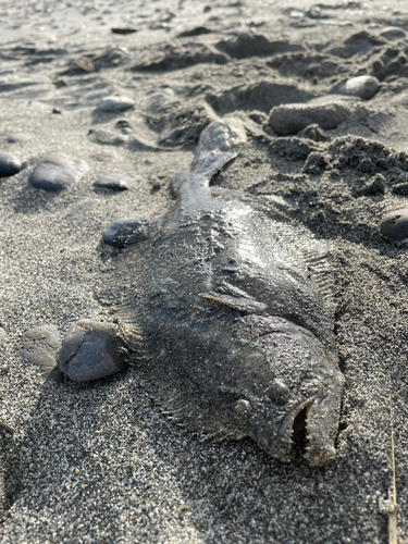 ソゲの釣果