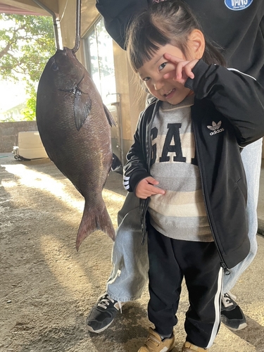 クロメジナの釣果