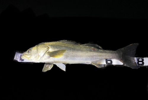 スズキの釣果