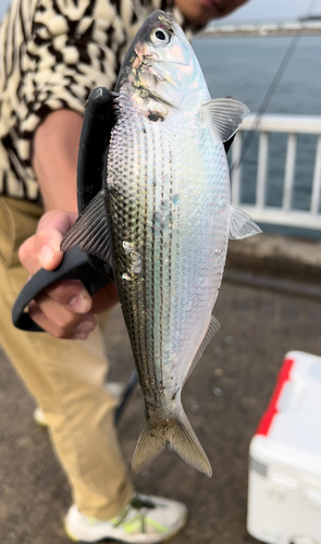 コノシロの釣果