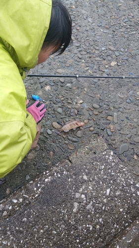 オオモンハタの釣果