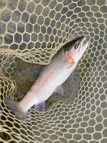 トラウトの釣果