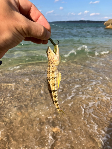 エソの釣果