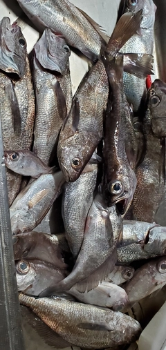 クロムツの釣果