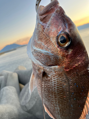 タイの釣果