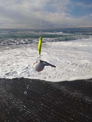 クサフグの釣果