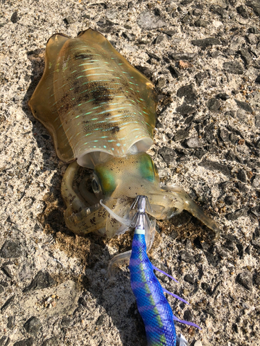 アオリイカの釣果