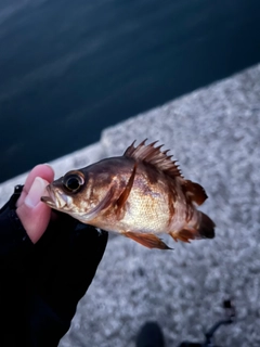 メバルの釣果