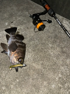 メバルの釣果