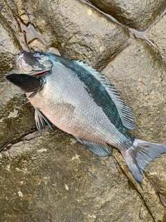 クチブトグレの釣果