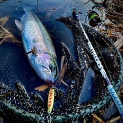 ニジマスの釣果