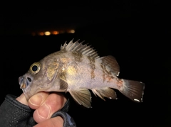 メバルの釣果