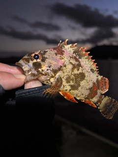 ヨロイメバルの釣果