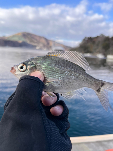 ウミタナゴの釣果