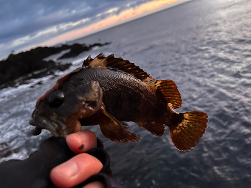 ベッコウゾイの釣果