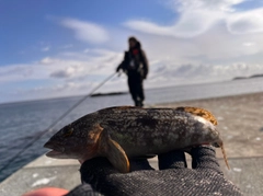 アイナメの釣果