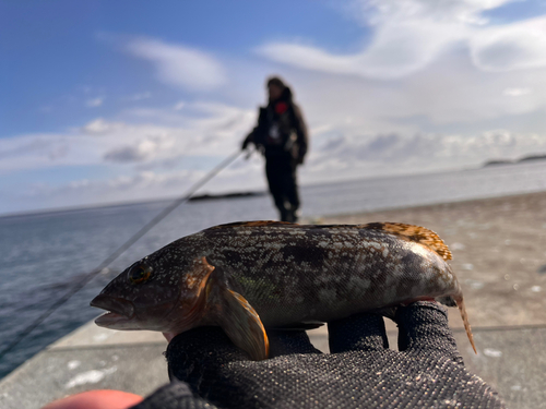 アイナメの釣果