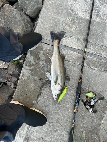 シーバスの釣果