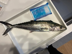 サゴシの釣果