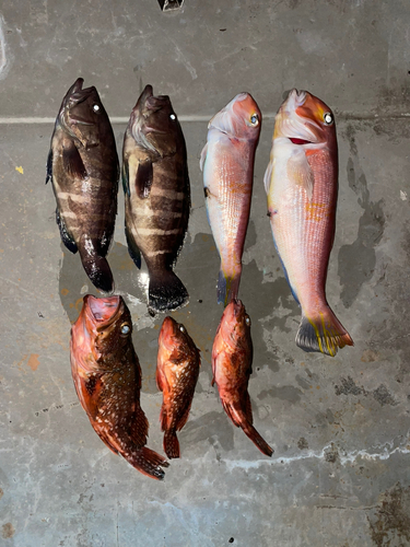 アマダイの釣果