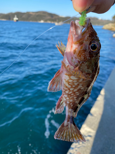 ガシラの釣果