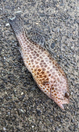 オオモンハタの釣果