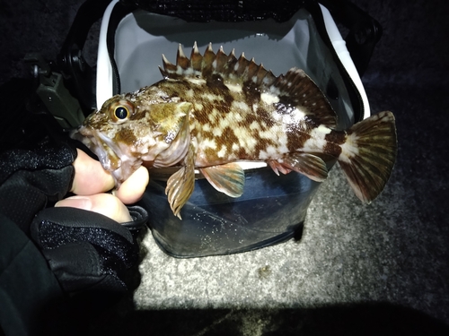 カサゴの釣果