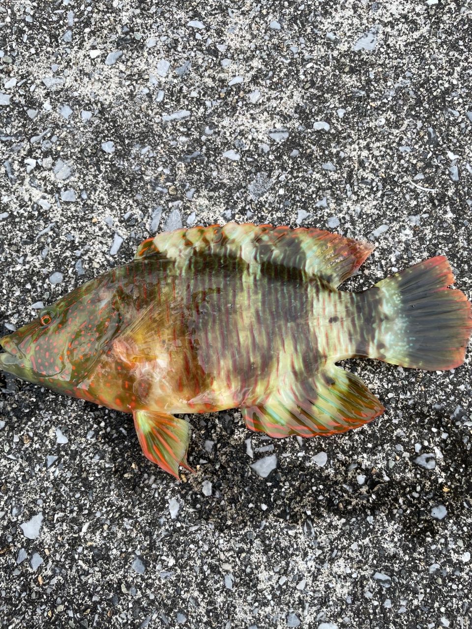 ミツバモチノウオ