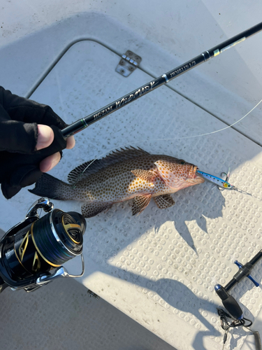 オオモンハタの釣果