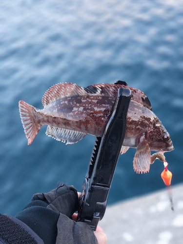 アイナメの釣果