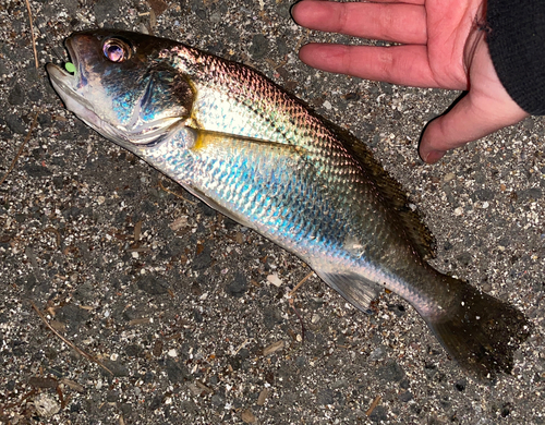 イシモチの釣果