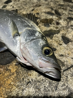 ヒラスズキの釣果