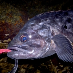 クロソイの釣果