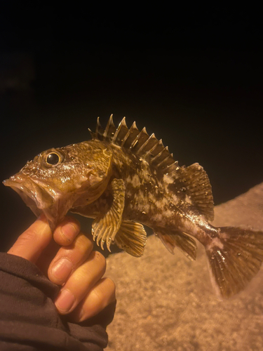 アラカブの釣果