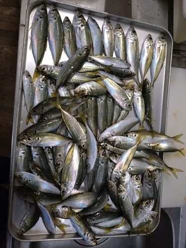 アジの釣果