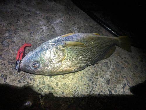 ニベの釣果