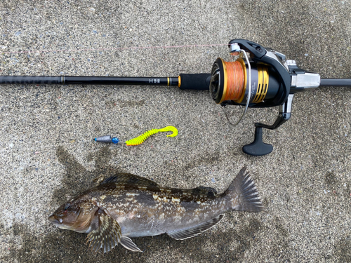 アイナメの釣果