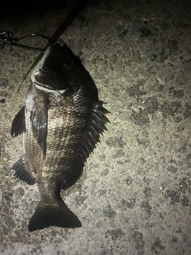 クロダイの釣果