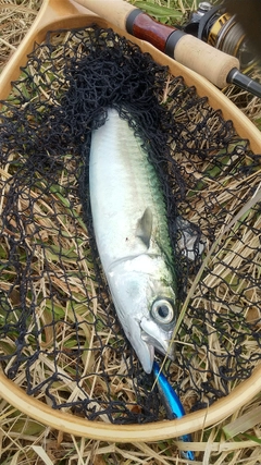 サバの釣果