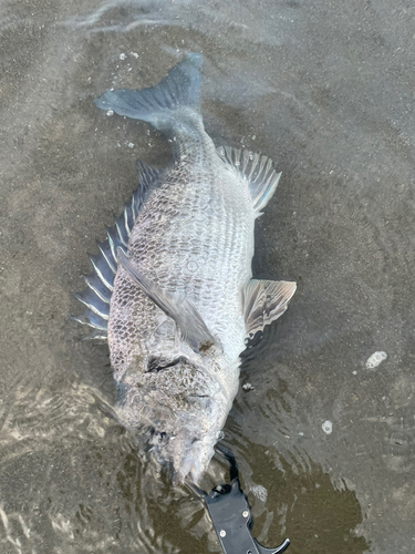 キビレの釣果