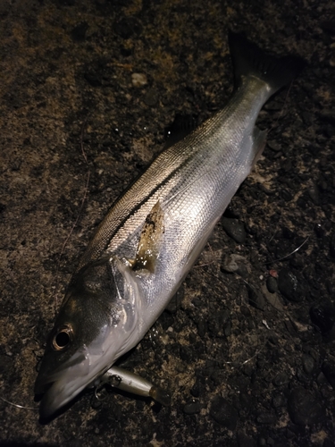 セイゴ（マルスズキ）の釣果