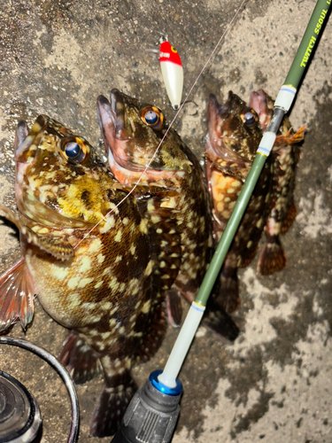 カサゴの釣果