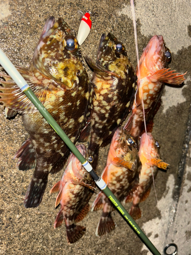 カサゴの釣果