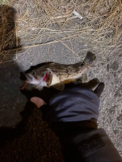 タケノコメバルの釣果