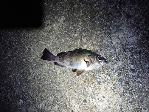 メバルの釣果