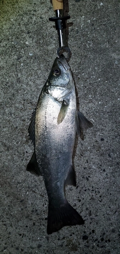 ヒラスズキの釣果