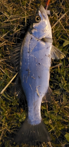 ヒラスズキの釣果